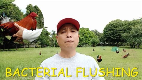 anti bacterial flushing for gamefowl